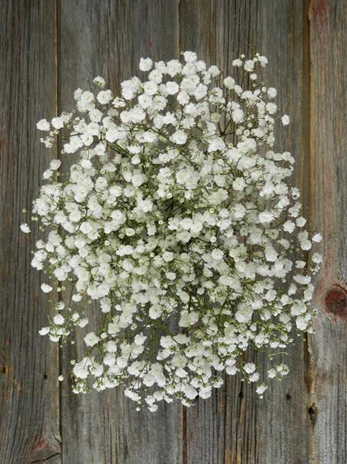 NEW LOVE  WHITE GYPSOPHILA